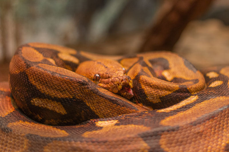 Les mythes et symboles autour du serpent
