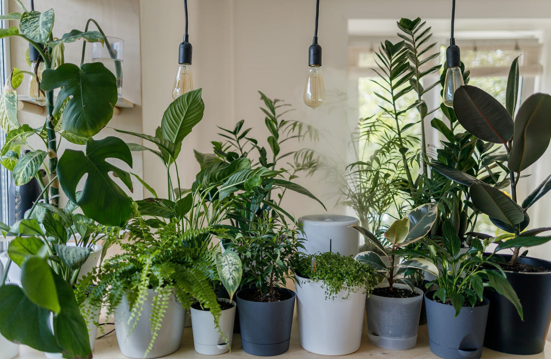 Urban Jungle : la part belle aux plantes dans votre intérieur